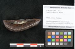 Foto (Objekt + Etikett) von Penteune clarkei F.V. Mueller (NHMW-GEO-2024-0188-10426)
